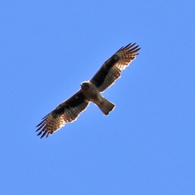 Hieraaetus morphnoides (Little Eagle) at Acton, ACT - 13 Dec 2021 by RodDeb