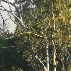 Callocephalon fimbriatum (Gang-gang Cockatoo) at Hughes, ACT - 15 Dec 2021 by Mikey30stm