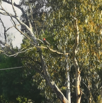 Callocephalon fimbriatum (Gang-gang Cockatoo) at Hughes, ACT - 16 Dec 2021 by Mikey30stm