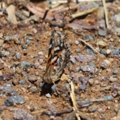 Vanessa kershawi (Australian Painted Lady) at Mount Painter - 13 Dec 2021 by Tammy