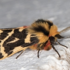 Ardices curvata (Crimson Tiger Moth) at Melba, ACT - 21 Oct 2021 by kasiaaus