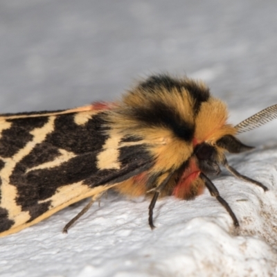 Ardices curvata (Crimson Tiger Moth) at Melba, ACT - 20 Oct 2021 by kasiaaus