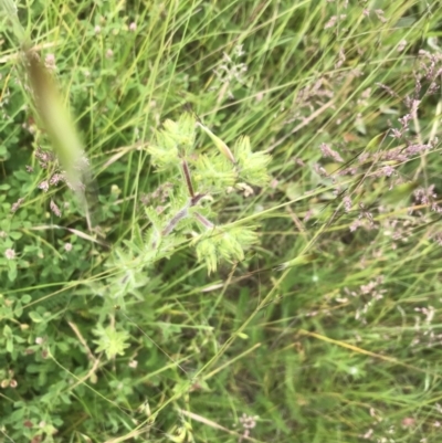 Potentilla recta (Sulphur Cinquefoil) at Nimmitabel, NSW - 13 Dec 2021 by Tapirlord