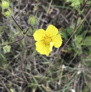 Potentilla recta at Nimmitabel, NSW - 14 Dec 2021 10:05 AM