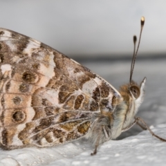 Vanessa kershawi (Australian Painted Lady) at Melba, ACT - 21 Oct 2021 by kasiaaus