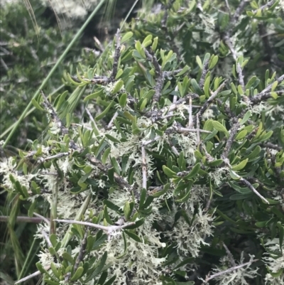 Melicytus angustifolius subsp. divaricatus (Divaricate Tree Violet) at Nimmitabel, NSW - 13 Dec 2021 by Tapirlord