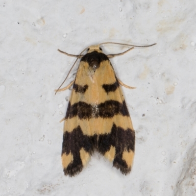 Thallarcha partita (Dark-banded Footman) at Melba, ACT - 21 Oct 2021 by kasiaaus