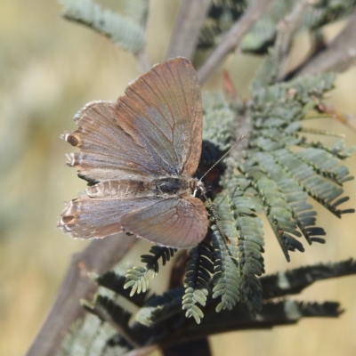 Jalmenus icilius (Amethyst Hairstreak) at Stromlo, ACT - 14 Dec 2021 by HelenCross