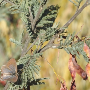 Jalmenus icilius at Stromlo, ACT - 15 Dec 2021