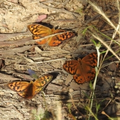 Heteronympha merope at Stromlo, ACT - 15 Dec 2021 07:21 AM