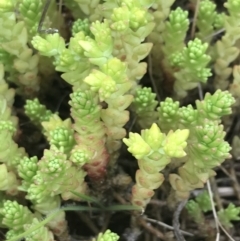 Sedum acre (Goldmoss Stonecrop) at Nimmitabel, NSW - 14 Dec 2021 by Tapirlord