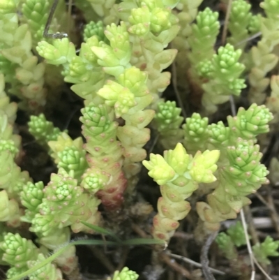Sedum acre (Goldmoss Stonecrop) at Nimmitabel, NSW - 13 Dec 2021 by Tapirlord
