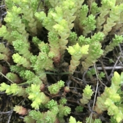 Sedum acre at Nimmitabel, NSW - 14 Dec 2021