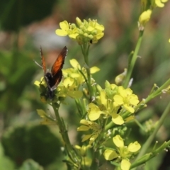 Lucia limbaria (Chequered Copper) at Mount Painter - 13 Dec 2021 by Tammy