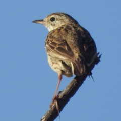 Anthus australis (Australian Pipit) at Stromlo, ACT - 14 Dec 2021 by HelenCross