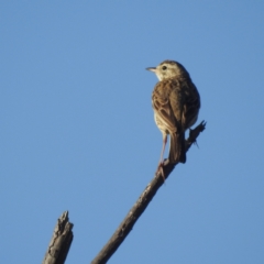 Anthus australis at Stromlo, ACT - 15 Dec 2021 07:13 AM