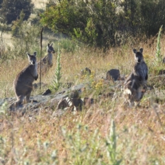 Osphranter robustus robustus (Eastern Wallaroo) at Stromlo, ACT - 15 Dec 2021 by HelenCross