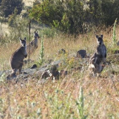 Osphranter robustus robustus (Eastern Wallaroo) at Stromlo, ACT - 14 Dec 2021 by HelenCross