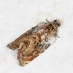 Acroceuthes metaxanthana at Melba, ACT - 21 Oct 2021 09:04 PM