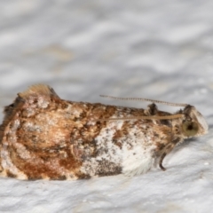 Acroceuthes metaxanthana at Melba, ACT - 21 Oct 2021 09:04 PM