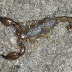 Urodacus manicatus (Black Rock Scorpion) at Urila, NSW - 12 Dec 2021 by jb2602