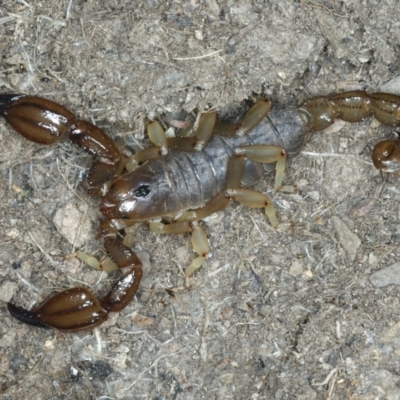 Urodacus manicatus (Black Rock Scorpion) at Urila, NSW - 12 Dec 2021 by jbromilow50