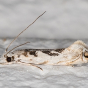 Erechthias mystacinella at Melba, ACT - 21 Oct 2021 08:59 PM