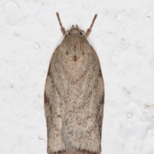 Euchaetis inceptella at Melba, ACT - 21 Oct 2021 08:56 PM