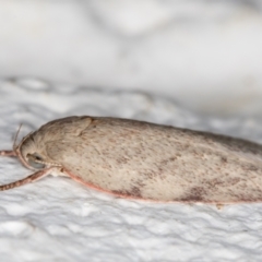 Euchaetis inceptella at Melba, ACT - 21 Oct 2021 08:56 PM