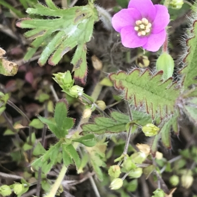 Geranium solanderi var. solanderi (Native Geranium) at Nimmitabel, NSW - 14 Dec 2021 by Tapirlord