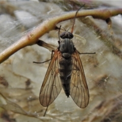 Atherimorpha agathae (A snipe fly) at Cotter River, ACT - 15 Dec 2021 by JohnBundock