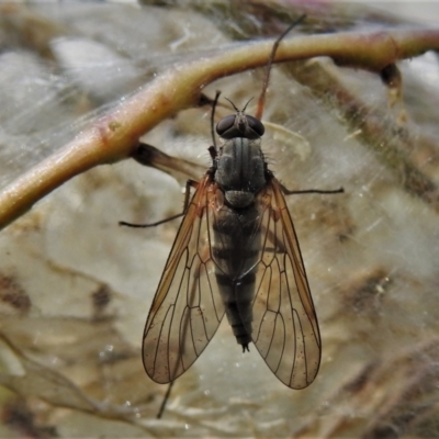 Atherimorpha agathae (A snipe fly) at Cotter River, ACT - 14 Dec 2021 by JohnBundock