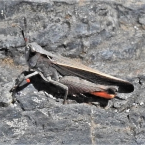 Cryptobothrus chrysophorus at Cotter River, ACT - 15 Dec 2021