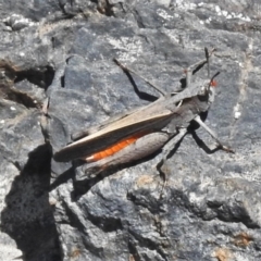 Cryptobothrus chrysophorus at Cotter River, ACT - 15 Dec 2021