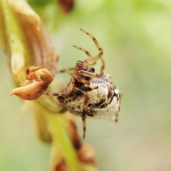 Phoroncidia sextuberculata (Six-knobbed Phoroncidia) at Cook, ACT - 9 Dec 2021 by CathB