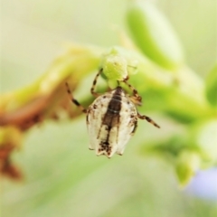 Phoroncidia sextuberculata at Cook, ACT - 9 Dec 2021