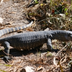 Varanus rosenbergi (Heath or Rosenberg's Monitor) at Tennent, ACT - 15 Dec 2021 by MB