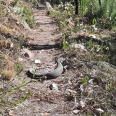 Varanus rosenbergi at Tennent, ACT - 15 Dec 2021