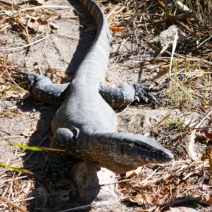 Varanus rosenbergi at Tennent, ACT - 15 Dec 2021