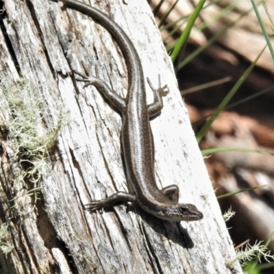 Pseudemoia spenceri (Spencer's Skink) at Cotter River, ACT - 15 Dec 2021 by JohnBundock