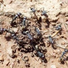 Camponotus suffusus at Cook, ACT - 11 Dec 2021