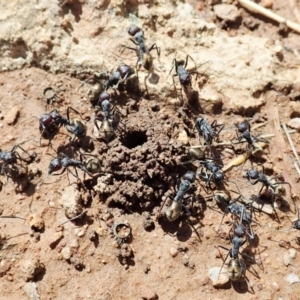 Camponotus suffusus at Cook, ACT - 11 Dec 2021