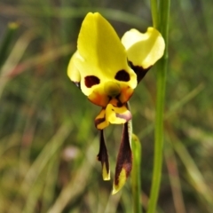 Diuris sulphurea (Tiger Orchid) at Cotter River, ACT - 15 Dec 2021 by JohnBundock