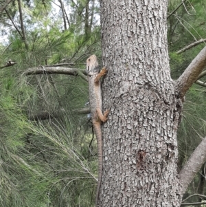 Pogona barbata at Greenway, ACT - 14 Dec 2021