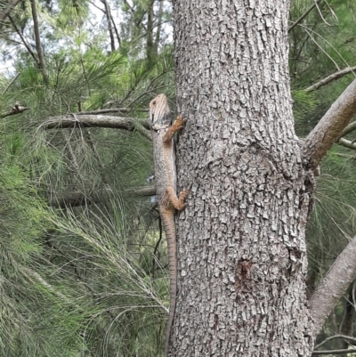 Pogona barbata (Eastern Bearded Dragon) at Greenway, ACT - 14 Dec 2021 by MB
