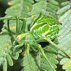 Sidymella sp. (genus) (A crab spider) at Bruce, ACT - 16 Dec 2021 by trevorpreston