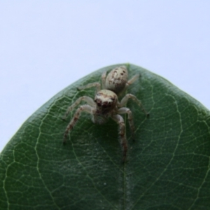 Opisthoncus grassator at McKellar, ACT - suppressed