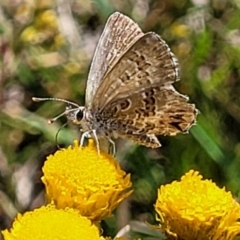 Neolucia agricola (Fringed Heath-blue) at Bruce, ACT - 16 Dec 2021 by trevorpreston