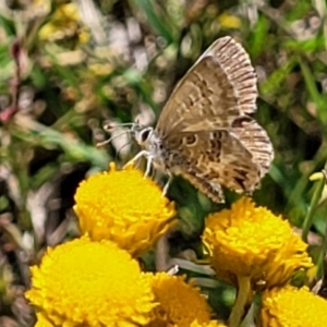 Neolucia agricola at Bruce, ACT - 16 Dec 2021