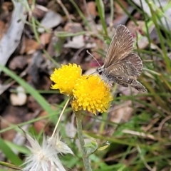 Neolucia agricola at Bruce, ACT - 16 Dec 2021